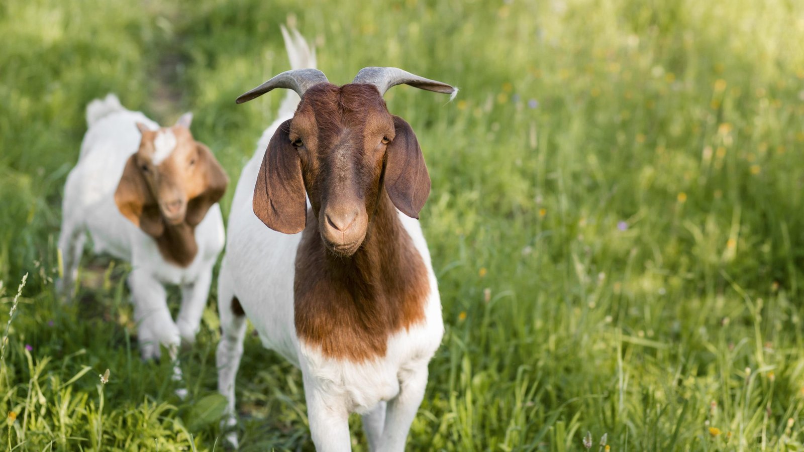 jual Kambing qurban  Banyuwangi